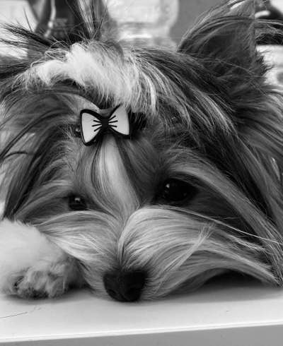 Dein Hund im Dogorama-Kalender 2021-Beitrag-Bild