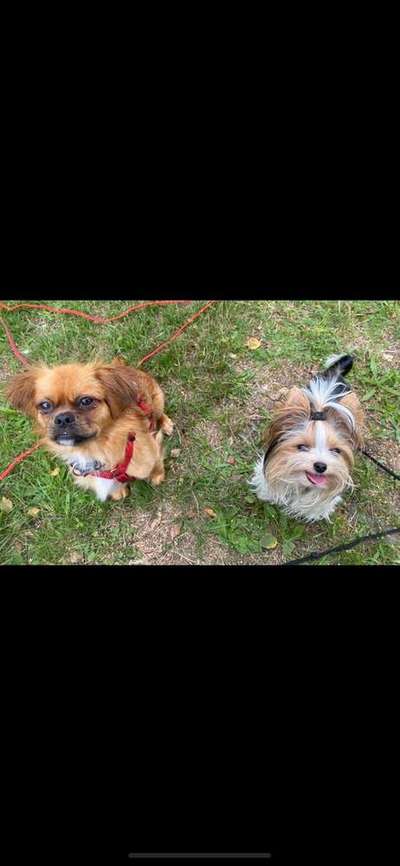 Bester Freund, Hundekumpel - zeigt her!-Beitrag-Bild