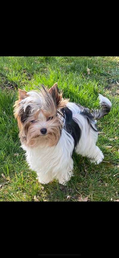 Wo habt ihr eure Hunde her ?-Beitrag-Bild