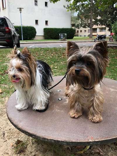 Wo seid ihr gerade mit euren Hunden?-Beitrag-Bild