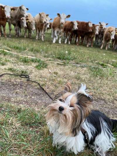 Dein Hund im Dogorama-Kalender 2021-Beitrag-Bild