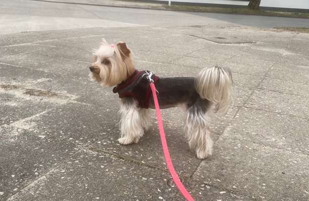 Yorkshire Terrier-Beitrag-Bild