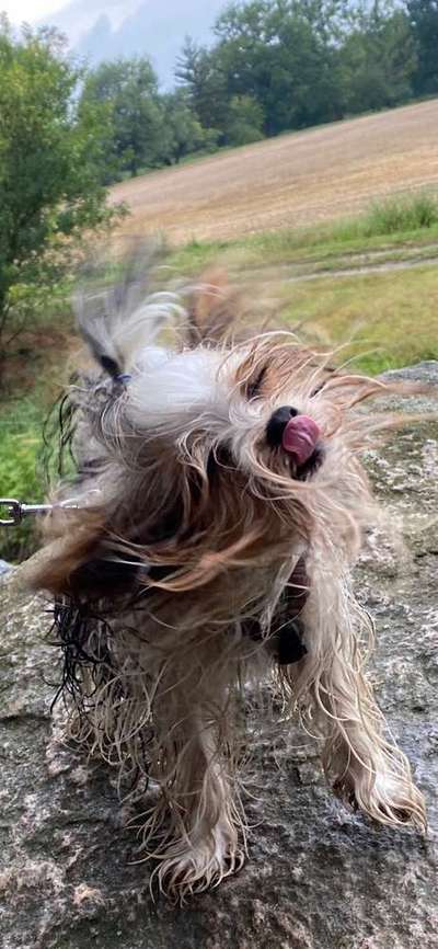 Dein Hund im Dogorama-Kalender 2021-Beitrag-Bild