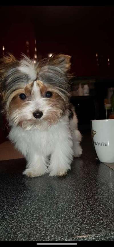 Welpen Bilder !-Beitrag-Bild