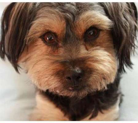 Dein Hund im Dogorama-Kalender 2021-Beitrag-Bild