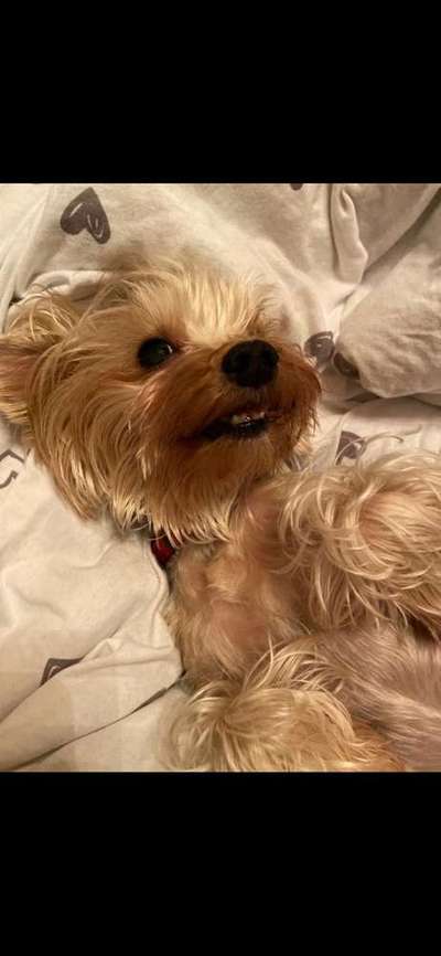 Dein Hund im Dogorama-Kalender 2021-Beitrag-Bild