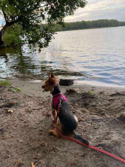 Wo habt ihr eure Hunde her ?-Beitrag-Bild