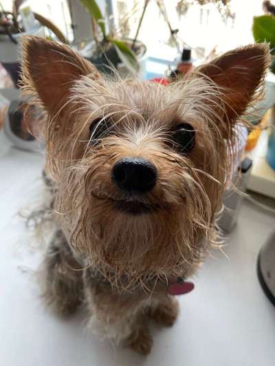 Wo habt ihr eure Hunde her ?-Beitrag-Bild