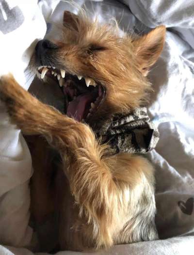 Dein Hund im Dogorama-Kalender 2021-Beitrag-Bild