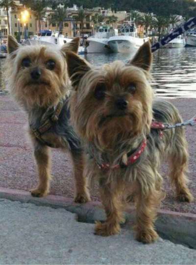 Wo habt ihr eure Hunde her ?-Beitrag-Bild