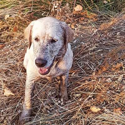 Hundetreffen-Junghund Gassi Gilching /starnberg / HERRSCHING-Bild