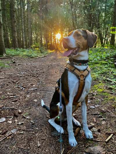 Griechische Bracke-Beitrag-Bild