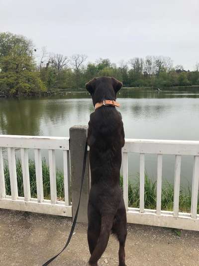 Dogorama-Monats-Challenge-Mai "Wasser"-Beitrag-Bild