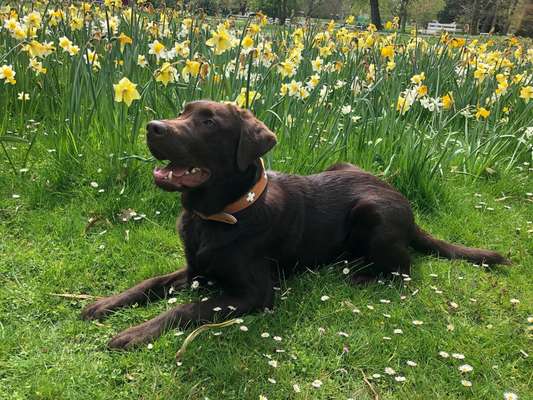 Die Dogorama Monats Challenge "Es grünt und blüht"-Beitrag-Bild