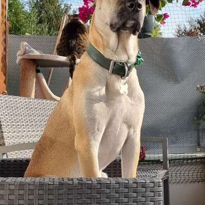 Hundetreffen-Hundebegegnugen trainieren-Bild