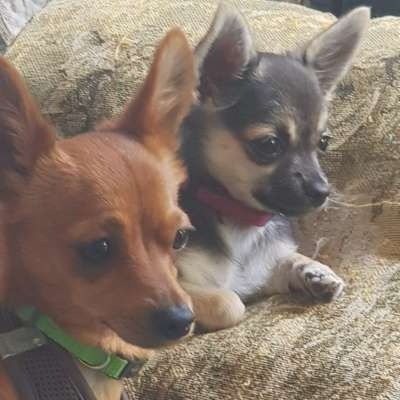 Hundetreffen-Hallo! Wir suchen Chihuahua Besitzer, mit Ihren süßen kleinen Mäuschen, für gemeinsame Aktivitäten.-Bild