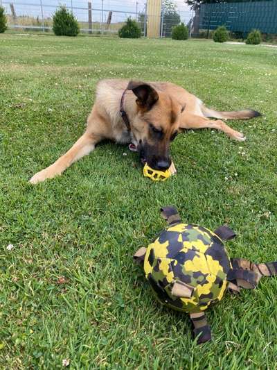 Die Dogorama Wochen Challenge-Beitrag-Bild