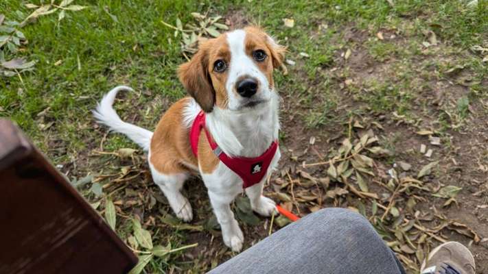 Hundetreffen-Welpen- und Junghundetreff in Koblenz und Umgebung-Bild