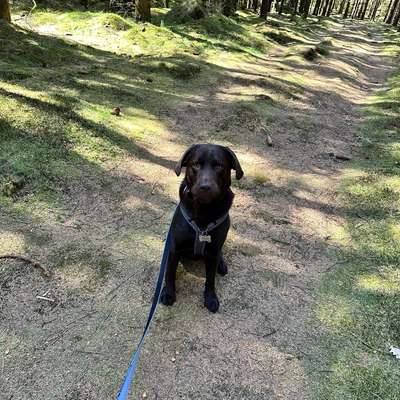 Hundetreffen-Treffen in Seevetal-Bild