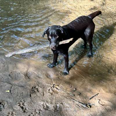 Hundetreffen-Welpentreff in Seevetal-Bild