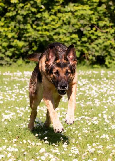 Hundetreffen-Gassi-Kontakte gesucht für abebds-Bild