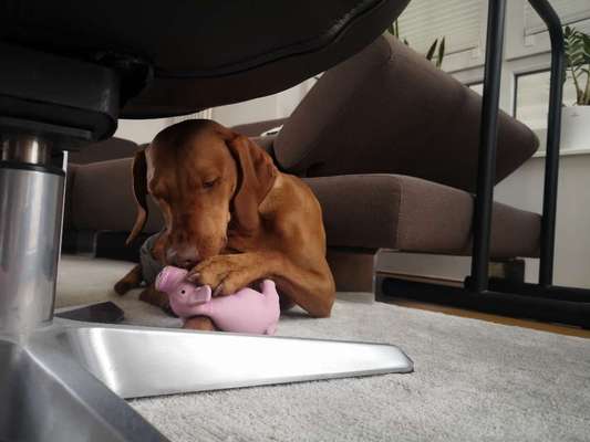 Magyar Vizsla UK-Beitrag-Bild