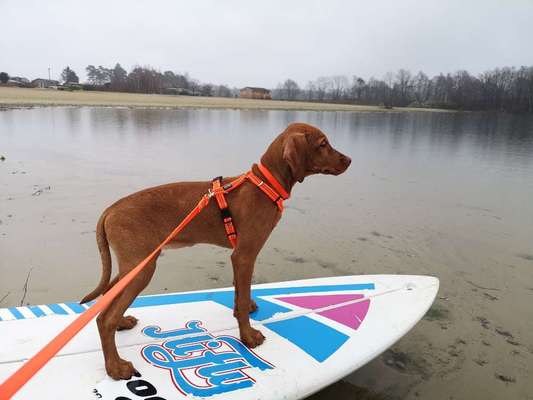 Dogorama-Monats-Challenge-Mai "Wasser"-Beitrag-Bild