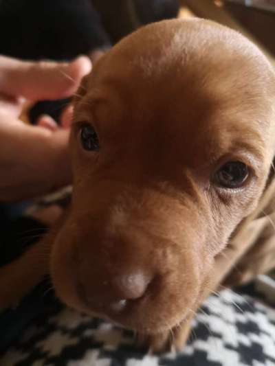 Welpen Bilder !-Beitrag-Bild