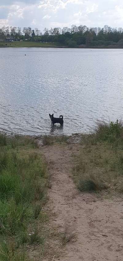 IGP- Fährten, Unterordnung, Schutzdienst-Beitrag-Bild