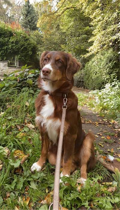 Mischlingshunde Foto Aufruf-Beitrag-Bild