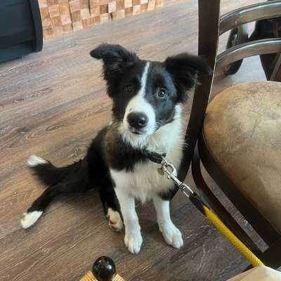 Hundetreffen-Gemeinsame Spaziergänge oder andere Unternehmungen-Bild