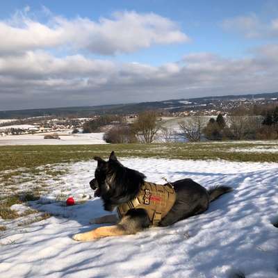 Hundetreffen-Hundetreffen-Bild