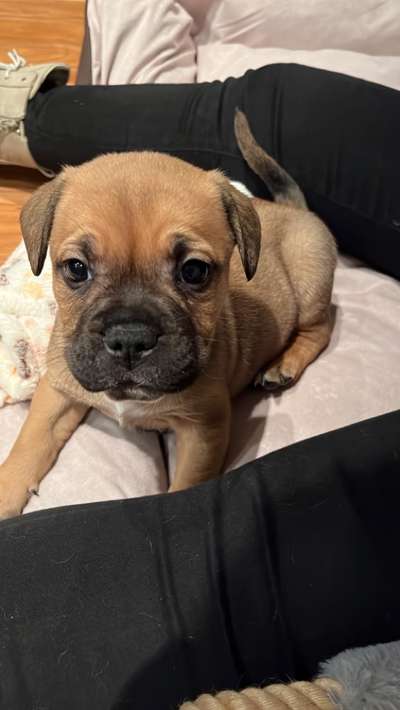 Welpen Bilder !-Beitrag-Bild