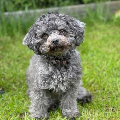 Hundetreffen-Bolonka Treffen im Süden Hamburgs-Bild