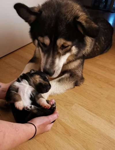 Welpenfotos-Beitrag-Bild