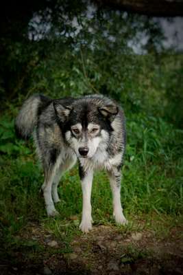 Foto's und Hundemodels-Beitrag-Bild