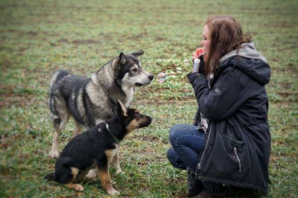 Hunde sind die beste Medizin-Beitrag-Bild