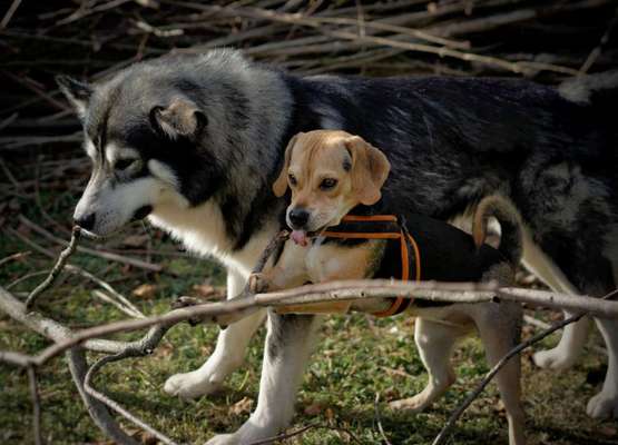 Bester Freund, Hundekumpel - zeigt her!-Beitrag-Bild