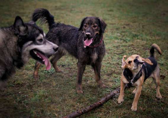 Bester Freund, Hundekumpel - zeigt her!-Beitrag-Bild