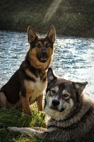 Mischlingshunde Foto Aufruf-Beitrag-Bild