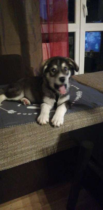 Welpen Bilder !-Beitrag-Bild