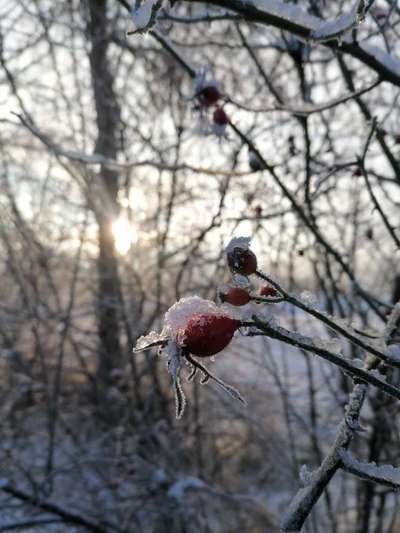 Die wunderschöne Welt mit Hund.-Beitrag-Bild
