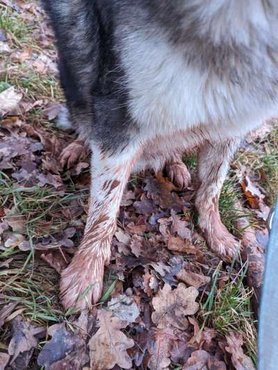 Fusspics sind out, Pfoten for the win!-Beitrag-Bild