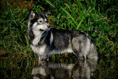 Foto's und Hundemodels-Beitrag-Bild