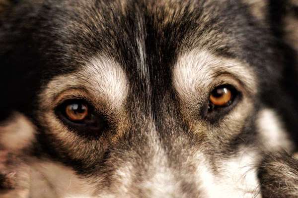 Foto's und Hundemodels-Beitrag-Bild