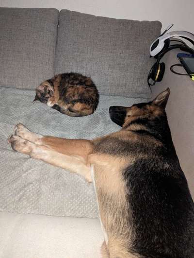 Hund und Katz Momente-Beitrag-Bild