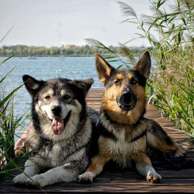 Hundetreffen-Hundetreffen mit Kamera-Bild