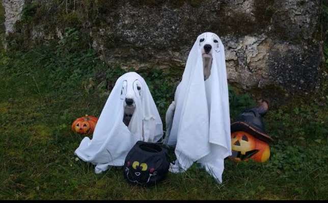 Fotochallange Nr.53 "HALLOWEEN"-Beitrag-Bild