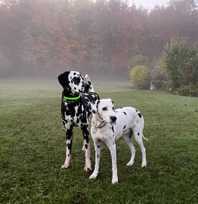 Welpenfotos-Beitrag-Bild