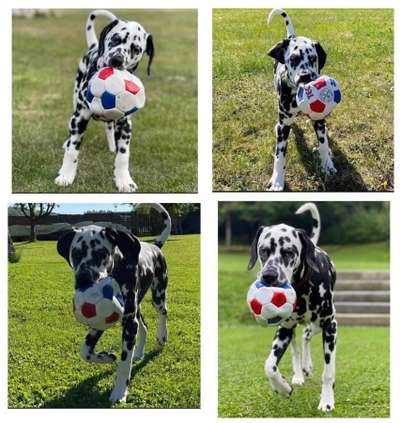 Welpenfotos-Beitrag-Bild